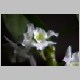 04.per_J-37A_F-B_Dendrobium.jpg