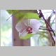 15.Orchid_monokl2.jpg