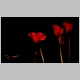 27.Red_flowers_sm.jpg